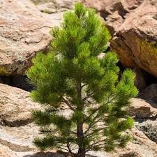 Attēlu rezultāti vaicājumam “Pinus ponderosa”