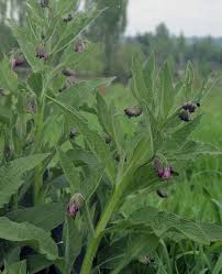 Attēlu rezultāti vaicājumam “Symphytum asperum leaf”