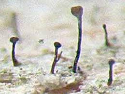 Attēlu rezultāti vaicājumam “Chaenotheca laevigata”