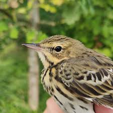 Attēlu rezultāti vaicājumam “Anthus trivialis adult”