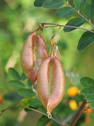 Image result for Colutea arborescens