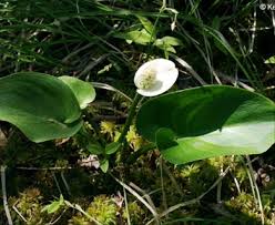 Attēlu rezultāti vaicājumam “Calla palustris flower”