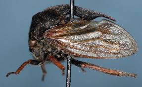 Attēlu rezultāti vaicājumam “Centrotus cornutus”