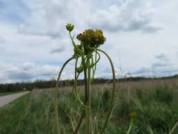 Attēlu rezultāti vaicājumam “Erysimum cheiranthoides leaf”