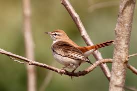 Image result for Cercotrichas galactotes