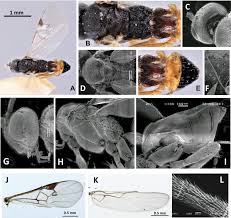 Attēlu rezultāti vaicājumam “Mythimna sp.”
