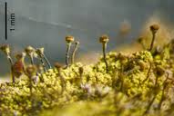 Attēlu rezultāti vaicājumam “Chaenotheca furfuracea”