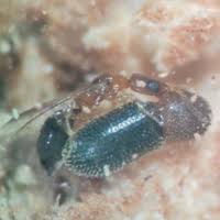 「カリーナ・モク DARKER THAN BLACK -黒の契約者-」の画像検索結果