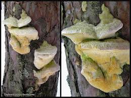 Attēlu rezultāti vaicājumam “Diplomitoporus flavescens”