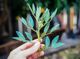 Attēlu rezultāti vaicājumam “Vicia faba leaf”