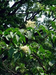 Attēlu rezultāti vaicājumam “Syringa reticulata subsp. amurensis leaf”