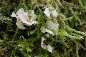 Attēlu rezultāti vaicājumam “Arrhenia retiruga”