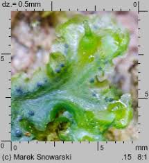 Attēlu rezultāti vaicājumam “Blasia pusilla”