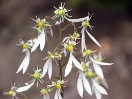 Attēlu rezultāti vaicājumam “Saxifraga cymbalaria flower”