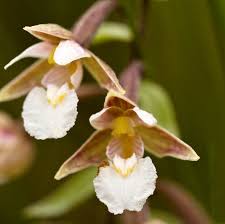 Attēlu rezultāti vaicājumam “Epipactis palustris bud”