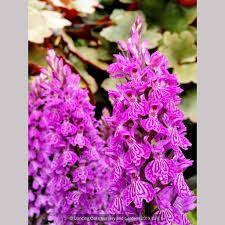 Attēlu rezultāti vaicājumam “Dactylorhiza”