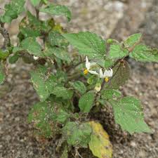 Attēlu rezultāti vaicājumam “Solanum nigrum leaf”