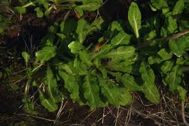 Attēlu rezultāti vaicājumam “Hygroamblystegium varium sporophyte”