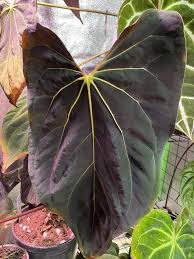 Attēlu rezultāti vaicājumam “Cirsium x rigens leaf”