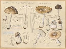 Attēlu rezultāti vaicājumam “Amanita pantherina”