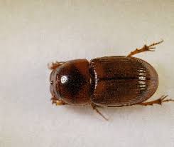 Attēlu rezultāti vaicājumam “Aphodius sp.”