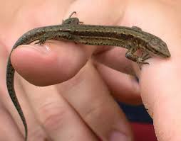 Attēlu rezultāti vaicājumam “Lacerta vivipara”