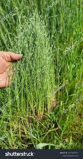 Attēlu rezultāti vaicājumam “Juncus bufonius bud”