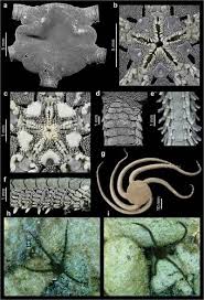 Attēlu rezultāti vaicājumam “Ophiotheca sp.”