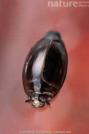 Attēlu rezultāti vaicājumam “Gyrinidae”