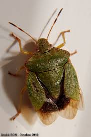 Attēlu rezultāti vaicājumam “Palomena prasina”