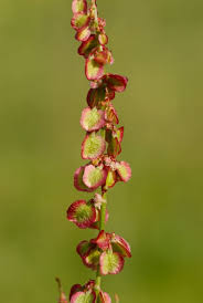 Attēlu rezultāti vaicājumam “Rumex acetosa”