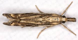 Attēlu rezultāti vaicājumam “Catoptria falsella”