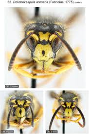 Attēlu rezultāti vaicājumam “Hoplia parvula imago”