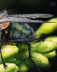 Attēlu rezultāti vaicājumam “Aphodius subterraneus imago”