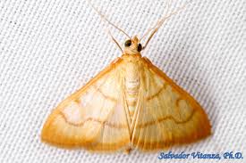 Attēlu rezultāti vaicājumam “Crambidae”