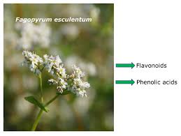 Attēlu rezultāti vaicājumam “Fagopyrum esculentum flower”