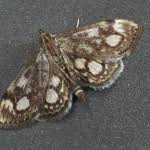 Attēlu rezultāti vaicājumam “Anania coronata”