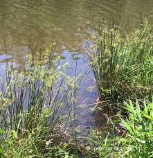 Attēlu rezultāti vaicājumam “Juncus effusus”