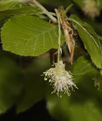 Attēlu rezultāti vaicājumam “Fagus sylvatica male flower”