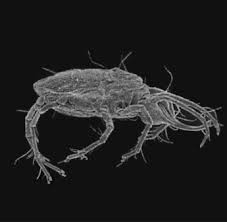 Attēlu rezultāti vaicājumam “Gerridae imago”