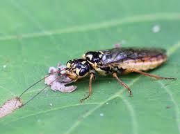 Attēlu rezultāti vaicājumam “Acantholyda posticalis”