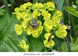 Attēlu rezultāti vaicājumam “Gasteruption jaculator imago”