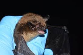 Attēlu rezultāti vaicājumam “Myotis sp.”