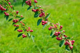 Attēlu rezultāti vaicājumam “Cotoneaster multiflorus fruit”