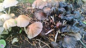 Attēlu rezultāti vaicājumam “Coprinus micaceus”