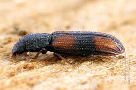 Attēlu rezultāti vaicājumam “Bitoma crenata”