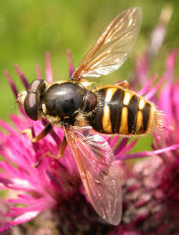 Attēlu rezultāti vaicājumam “Sericomyia silentis”