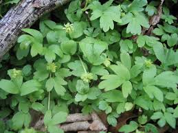 Attēlu rezultāti vaicājumam “Adoxa moschatellina”