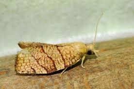 Attēlu rezultāti vaicājumam “Pandemis corylana”