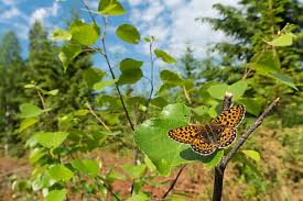 Attēlu rezultāti vaicājumam “Euphydryas maturna underside”